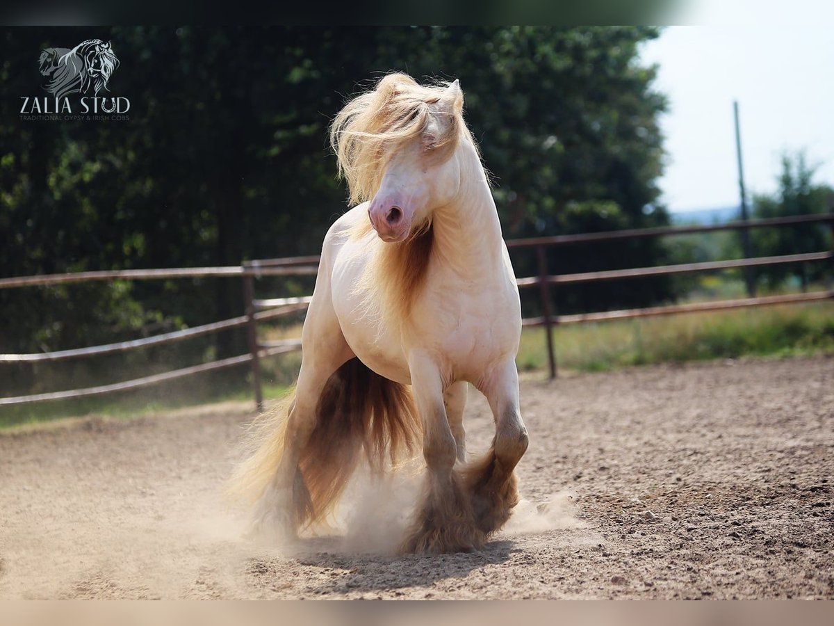 Cob Irlandese / Tinker / Gypsy Vanner Stallone 6 Anni 147 cm Perlino in Bratoszewice