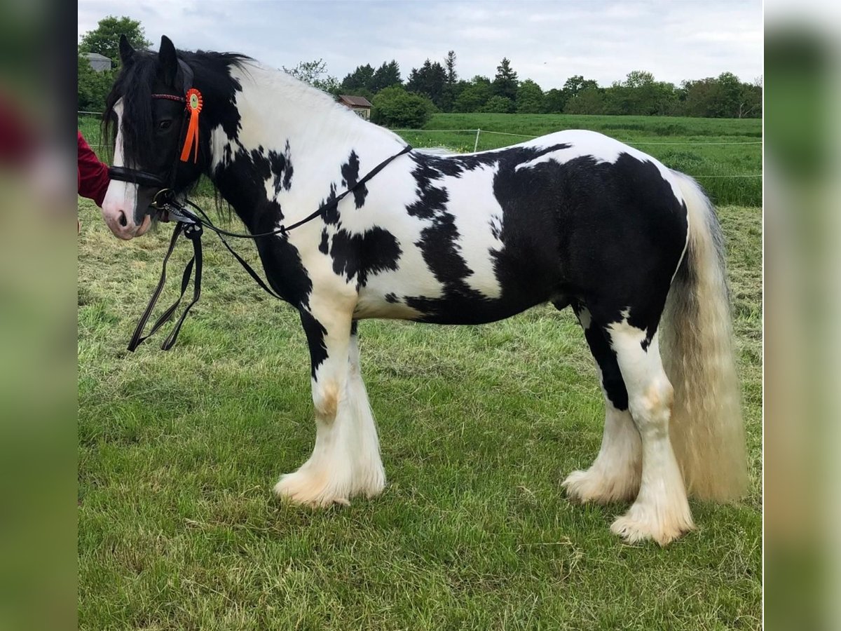 Cob Irlandese / Tinker / Gypsy Vanner Stallone Pezzato in Thannhausen