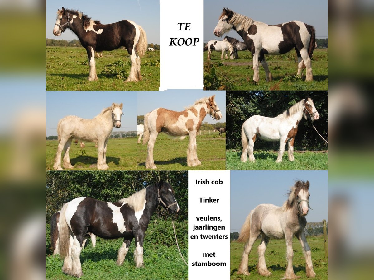 Cob Irlandese / Tinker / Gypsy Vanner Stallone Pezzato in Sprang-Capelle