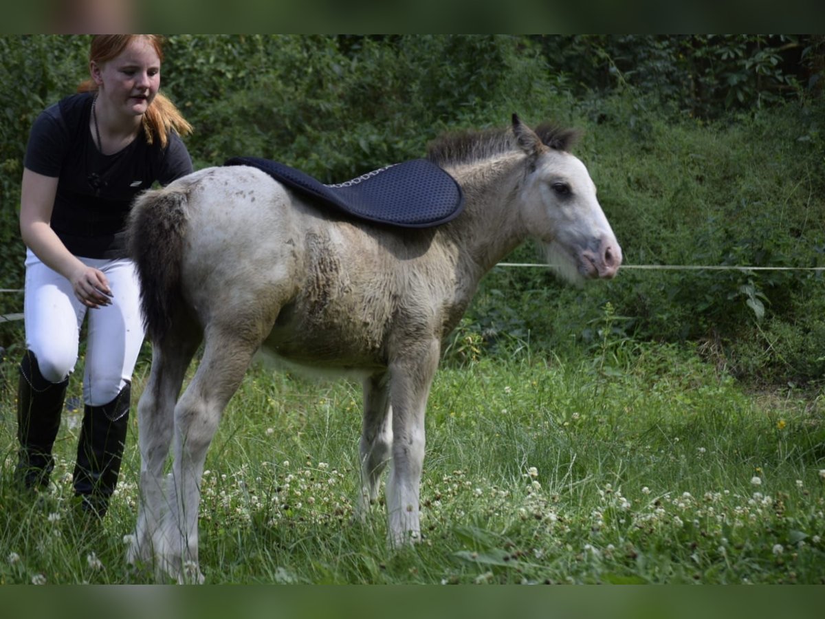 Cob Irlandese / Tinker / Gypsy Vanner Stallone Puledri
 (05/2024) 145 cm Leopard in Heiligengrabe