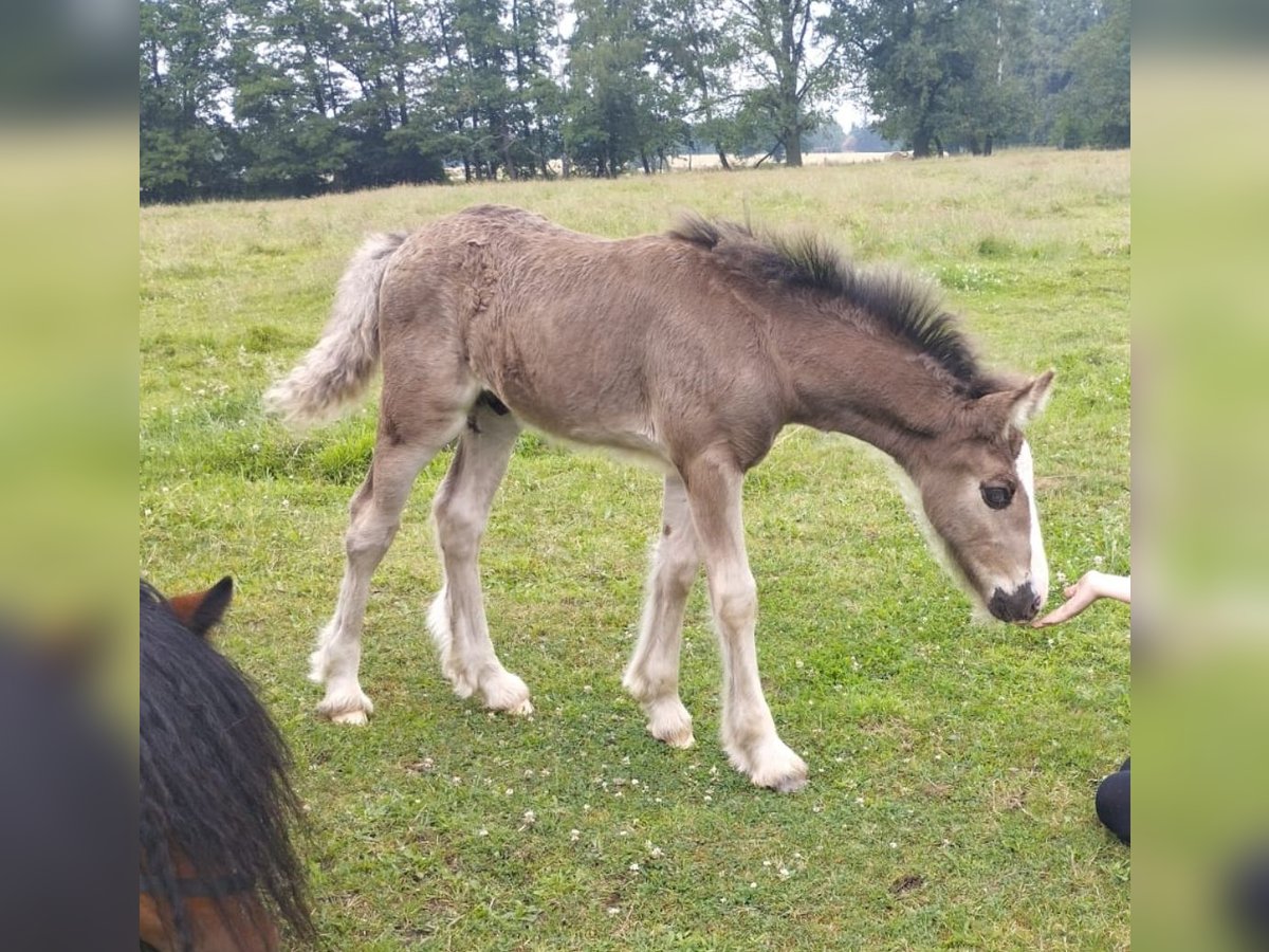 Cob Irlandese / Tinker / Gypsy Vanner Stallone Puledri
 (05/2024) 148 cm Morello in Wittstock/Dosse