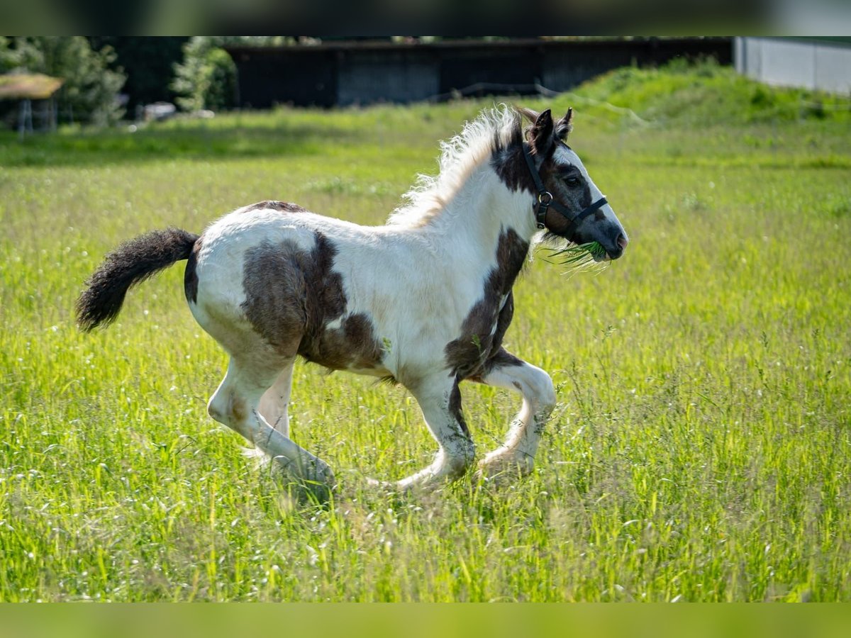 Cob Irlandese / Tinker / Gypsy Vanner Stallone Puledri (04/2024) 148 cm Tobiano-tutti i colori in Eisingen