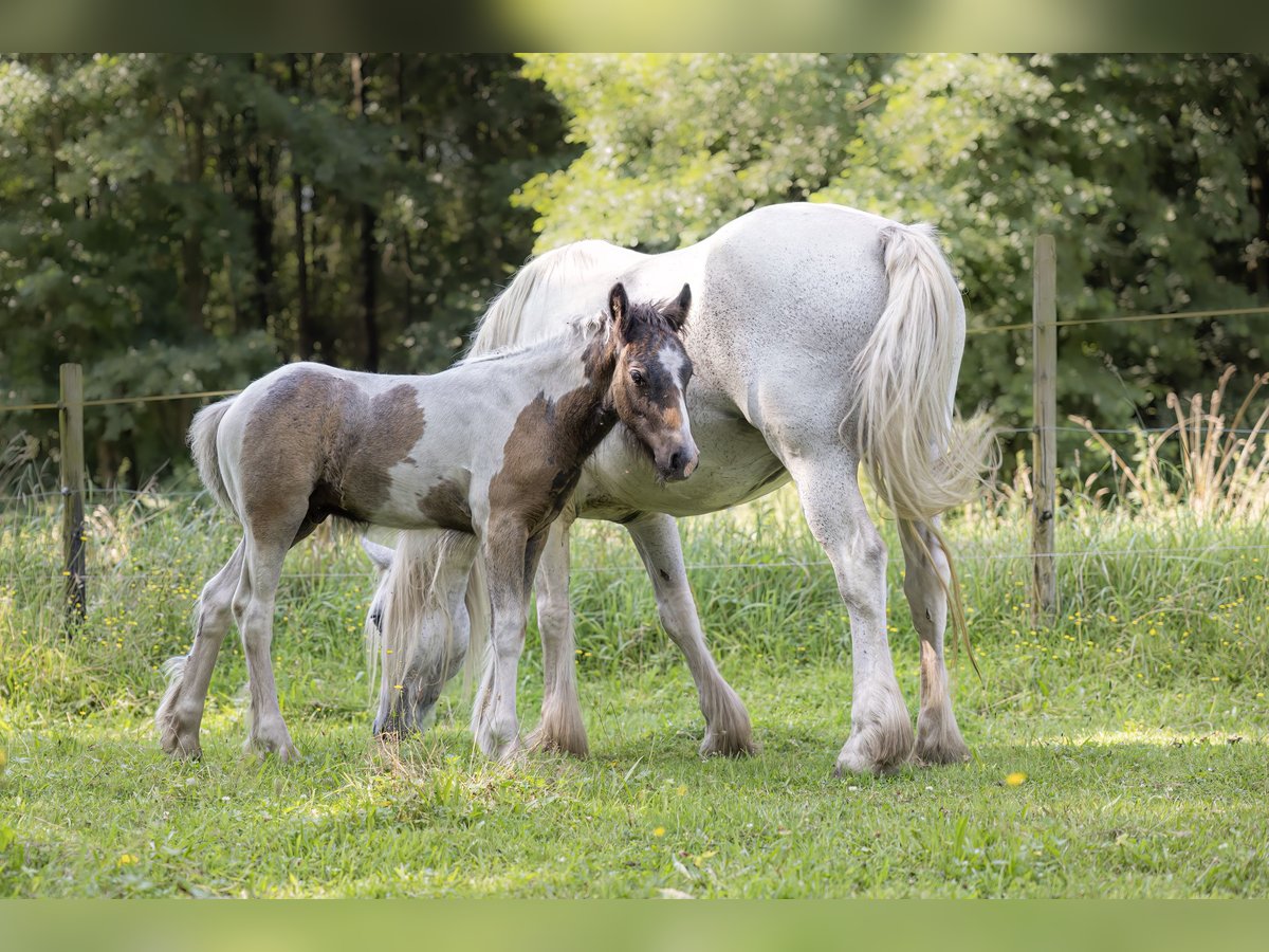 Cob Irlandese / Tinker / Gypsy Vanner Mix Stallone Puledri (05/2024) 150 cm Pezzato in Parsau