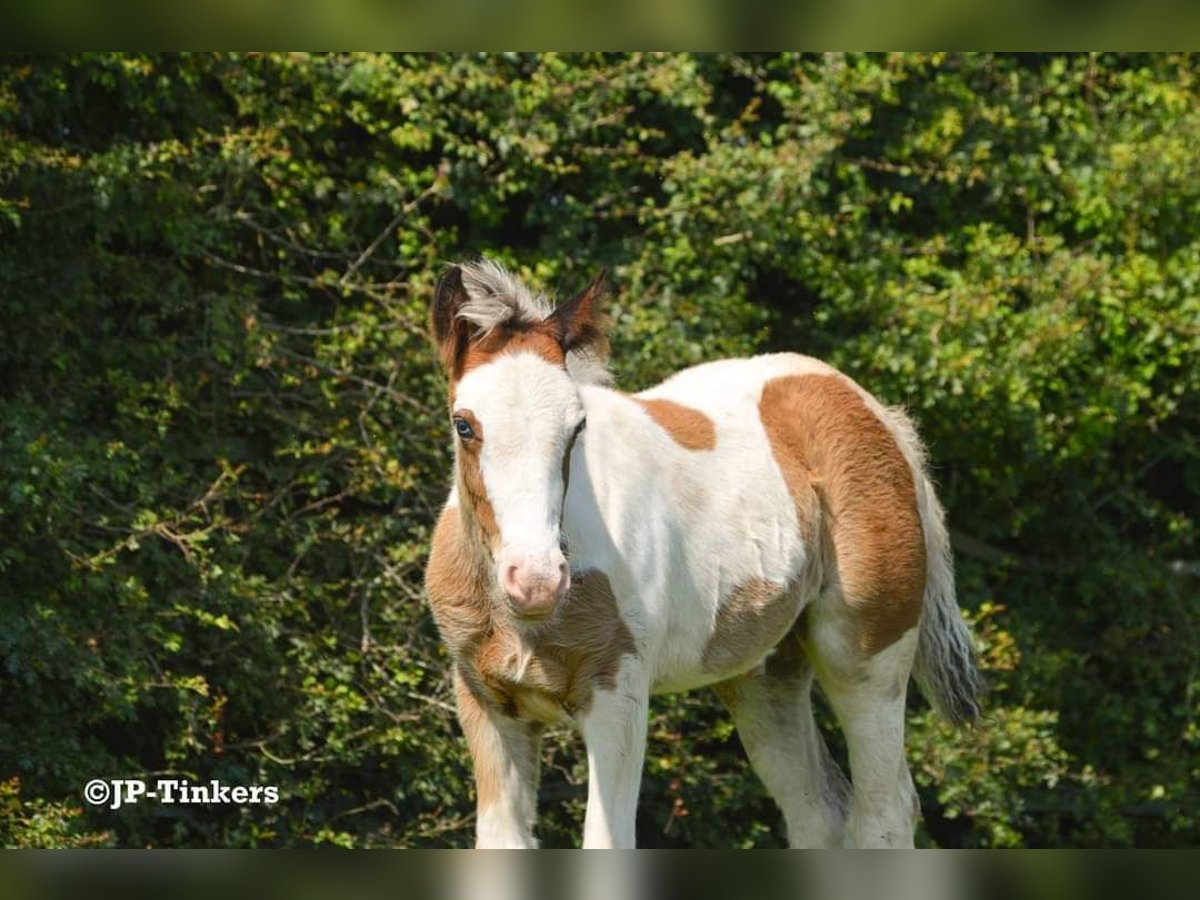 Cob Irlandese / Tinker / Gypsy Vanner Stallone Puledri (04/2024) 150 cm Tobiano-tutti i colori in Hulsberg