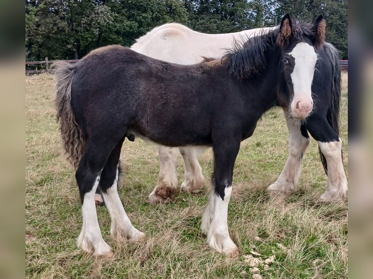 Cob Irlandese / Tinker / Gypsy Vanner Stallone Puledri (06/2024) Baio in Wlen