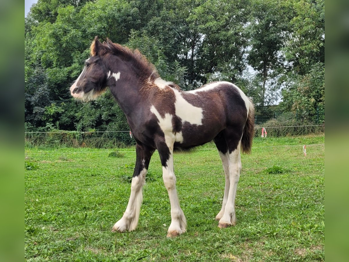 Cob Irlandese / Tinker / Gypsy Vanner Stallone Puledri (04/2024) Pezzato in Sömmerda