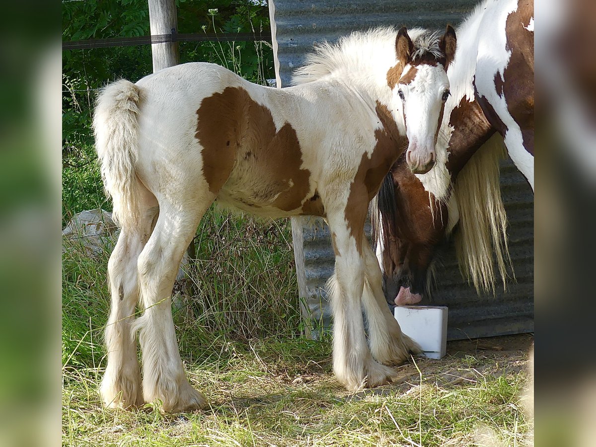 Cob Irlandese / Tinker / Gypsy Vanner Stallone Puledri (01/2024) Tobiano-tutti i colori in Villers en Arthies