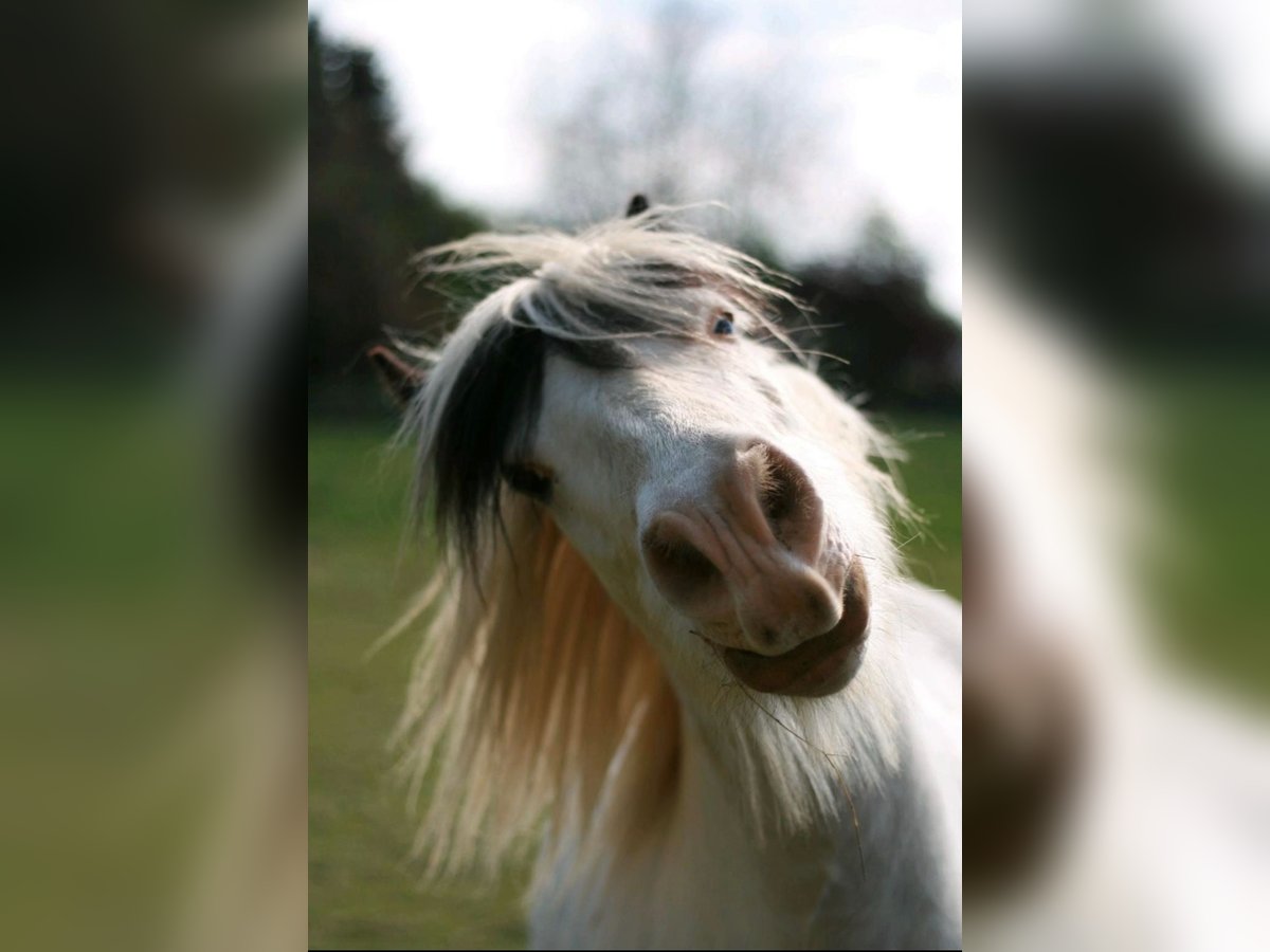 Cob Irlandese / Tinker / Gypsy Vanner Castrone 10 Anni 135 cm Grigio in Langenfeld