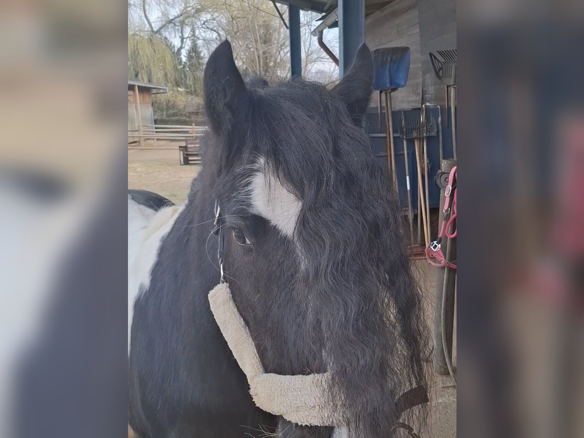 Cob Irlandese / Tinker / Gypsy Vanner Castrone 10 Anni 138 cm Pezzato in Maissau