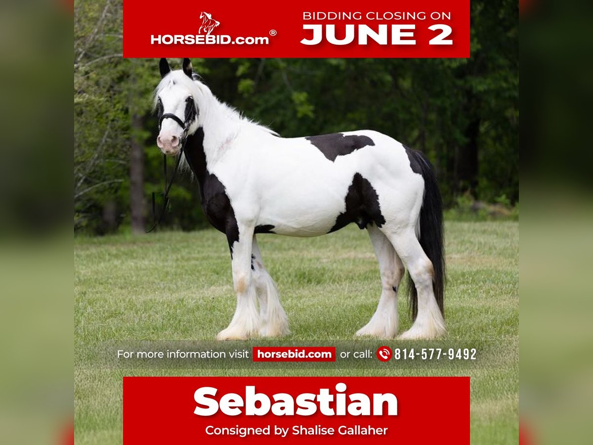 Cob Irlandese / Tinker / Gypsy Vanner Castrone 10 Anni 157 cm in Columbus, NC