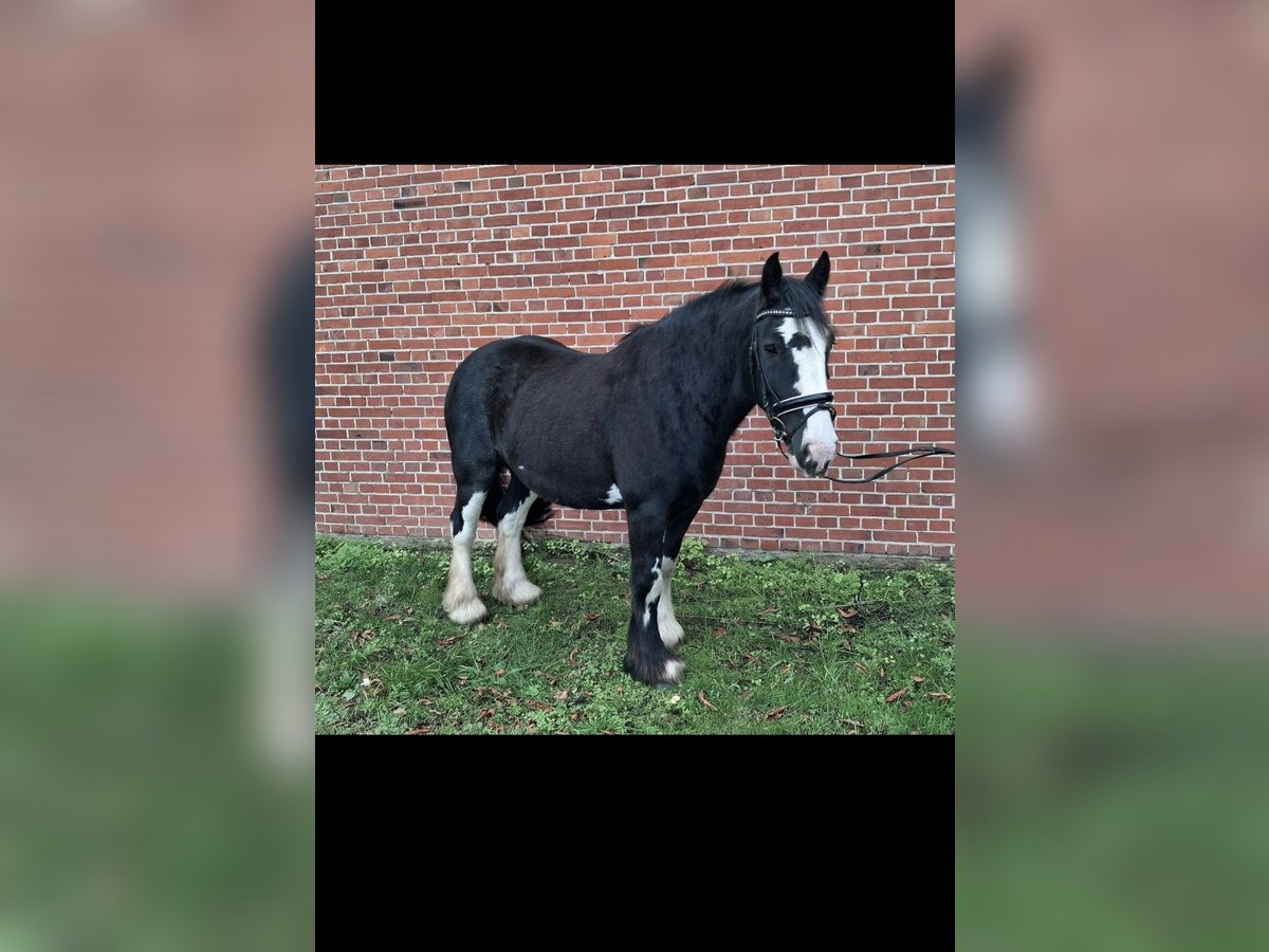 Cob Irlandese / Tinker / Gypsy Vanner Castrone 10 Anni 158 cm Morello in PetershagenPetershagen