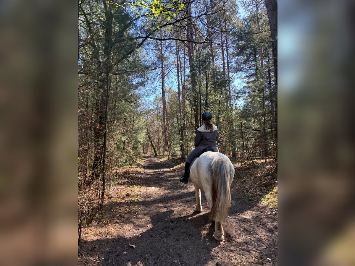 Cob Irlandese / Tinker / Gypsy Vanner Castrone 11 Anni 147 cm Grigio in H&#xFC;nxe