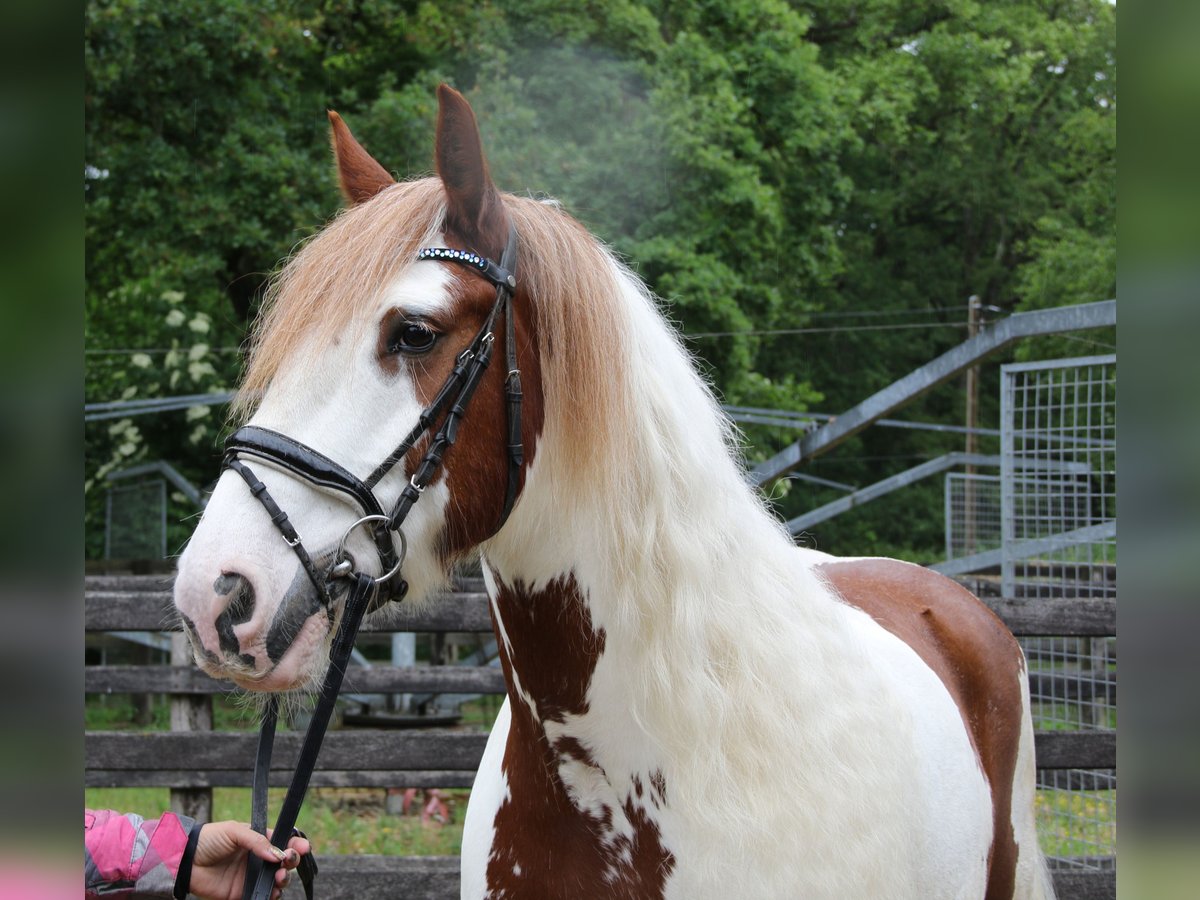 Cob Irlandese / Tinker / Gypsy Vanner Castrone 11 Anni 154 cm Pezzato in Wachtendonk