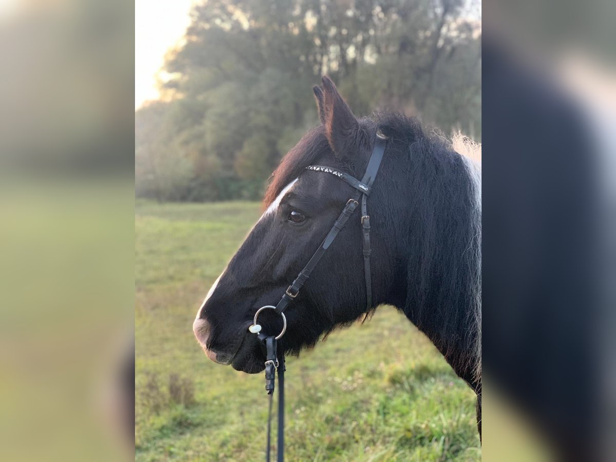 Cob Irlandese / Tinker / Gypsy Vanner Castrone 12 Anni 146 cm Pezzato in Konstanz