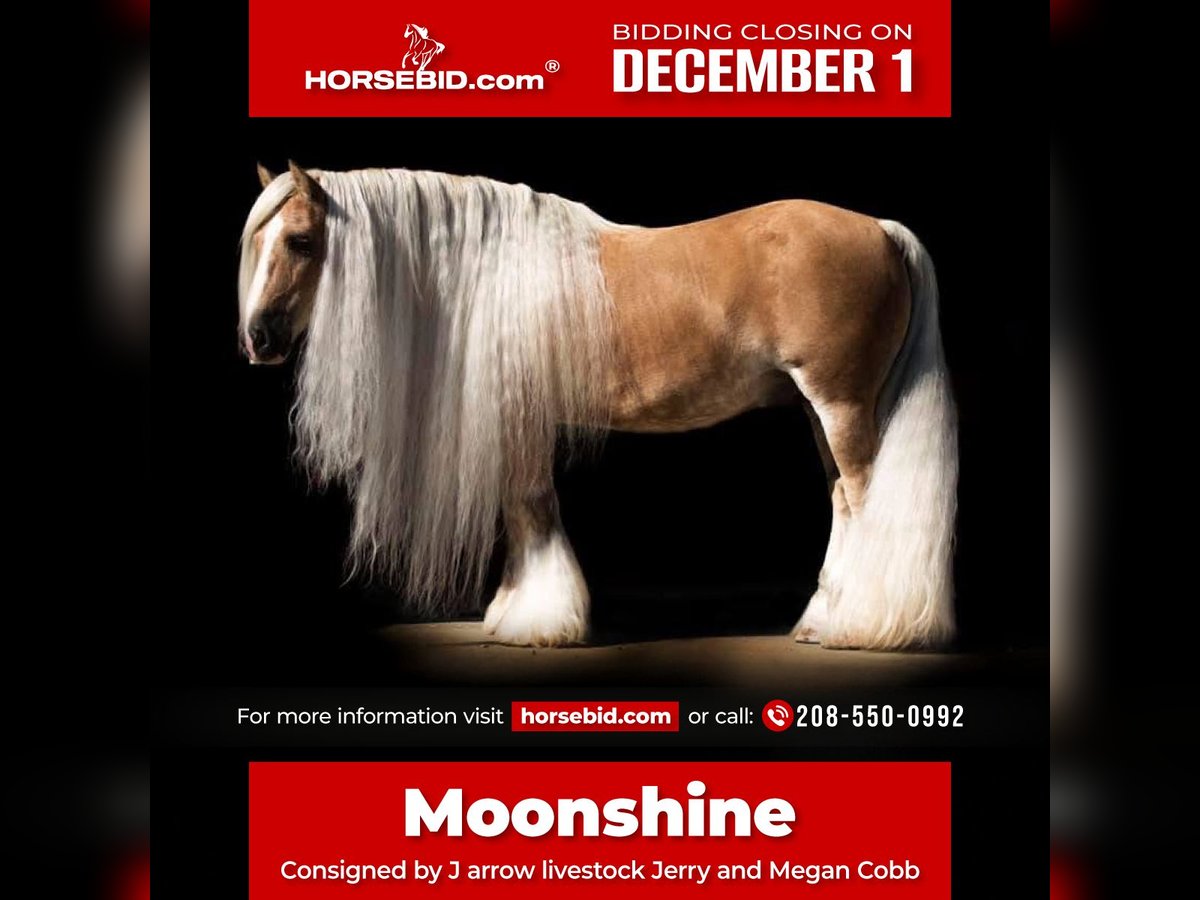 Cob Irlandese / Tinker / Gypsy Vanner Castrone 15 Anni 142 cm Palomino in Caldwell