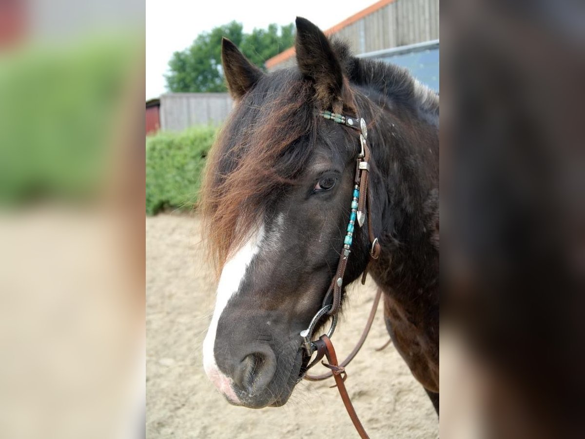 Cob Irlandese / Tinker / Gypsy Vanner Castrone 15 Anni 145 cm in Mülheim an der Ruhr