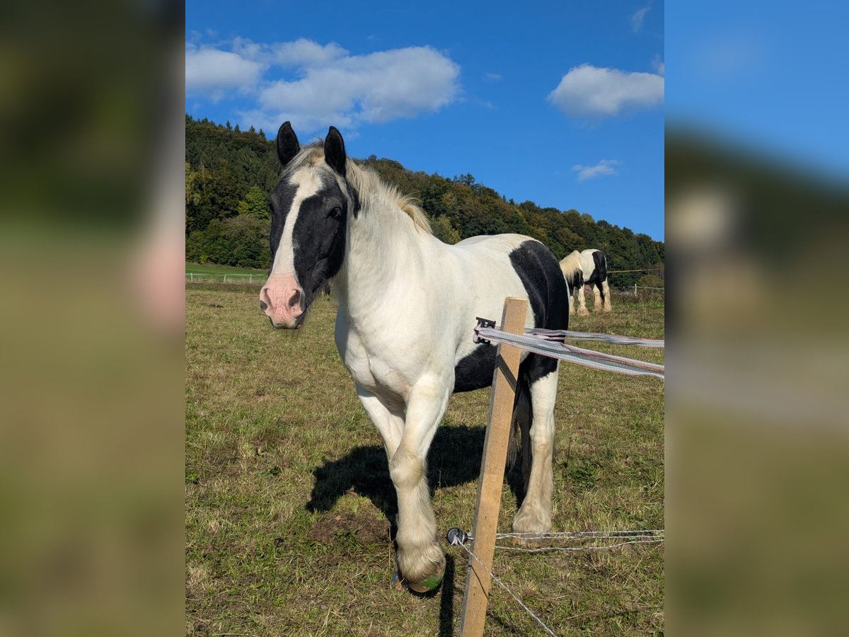 Cob Irlandese / Tinker / Gypsy Vanner Castrone 15 Anni 148 cm Pezzato in Grainet