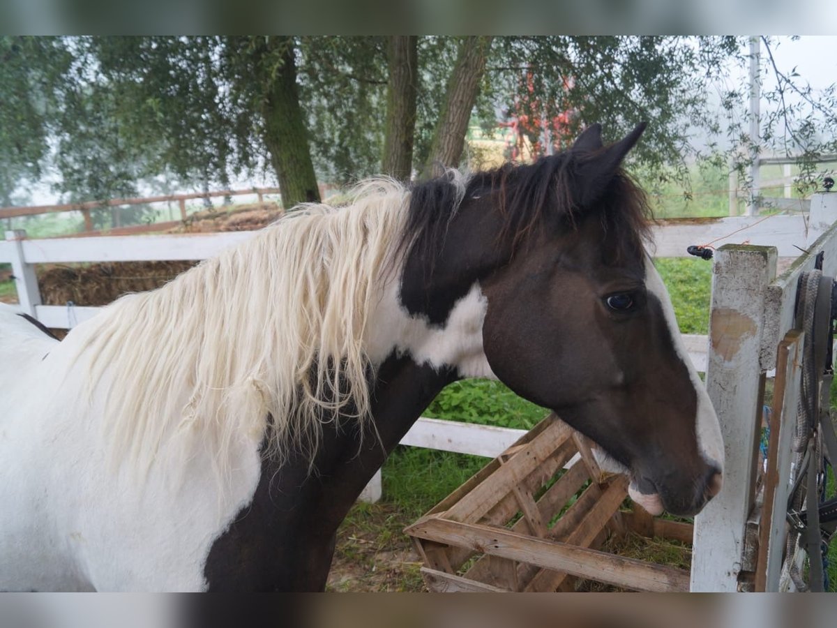 Cob Irlandese / Tinker / Gypsy Vanner Mix Castrone 16 Anni 160 cm Leopard in An der Schmücke