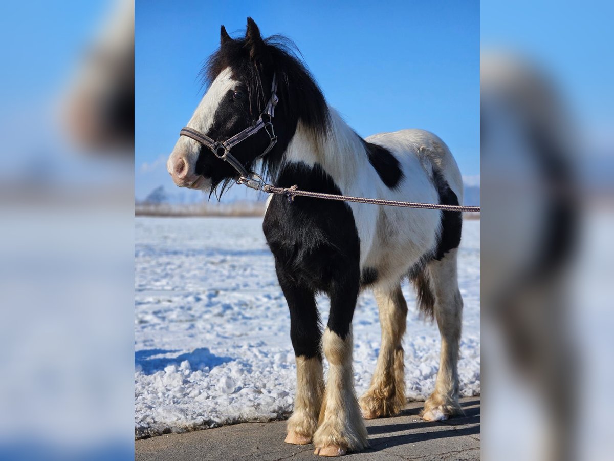 Cob Irlandese / Tinker / Gypsy Vanner Castrone 1 Anno 144 cm Pezzato in Buk