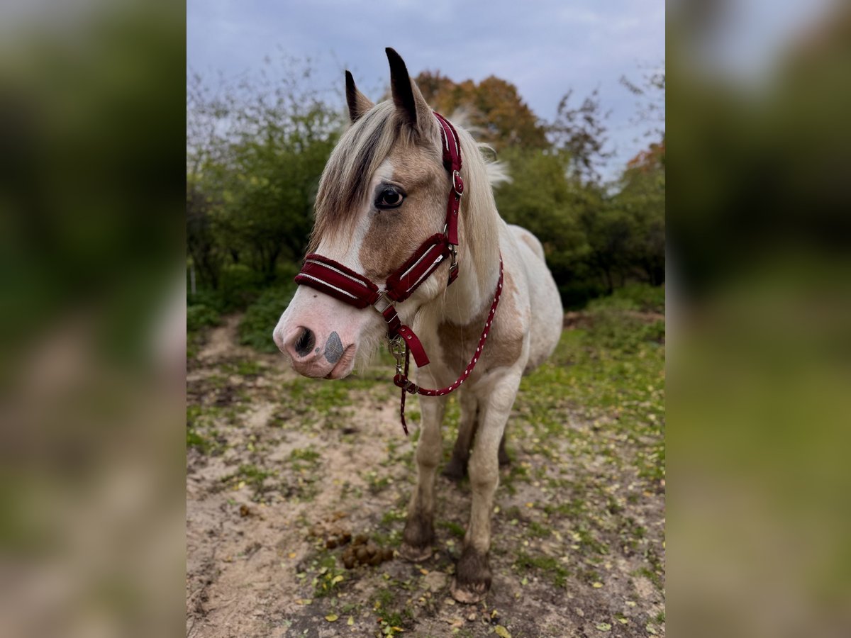 Cob Irlandese / Tinker / Gypsy Vanner Castrone 2 Anni 150 cm Pezzato in Sopot