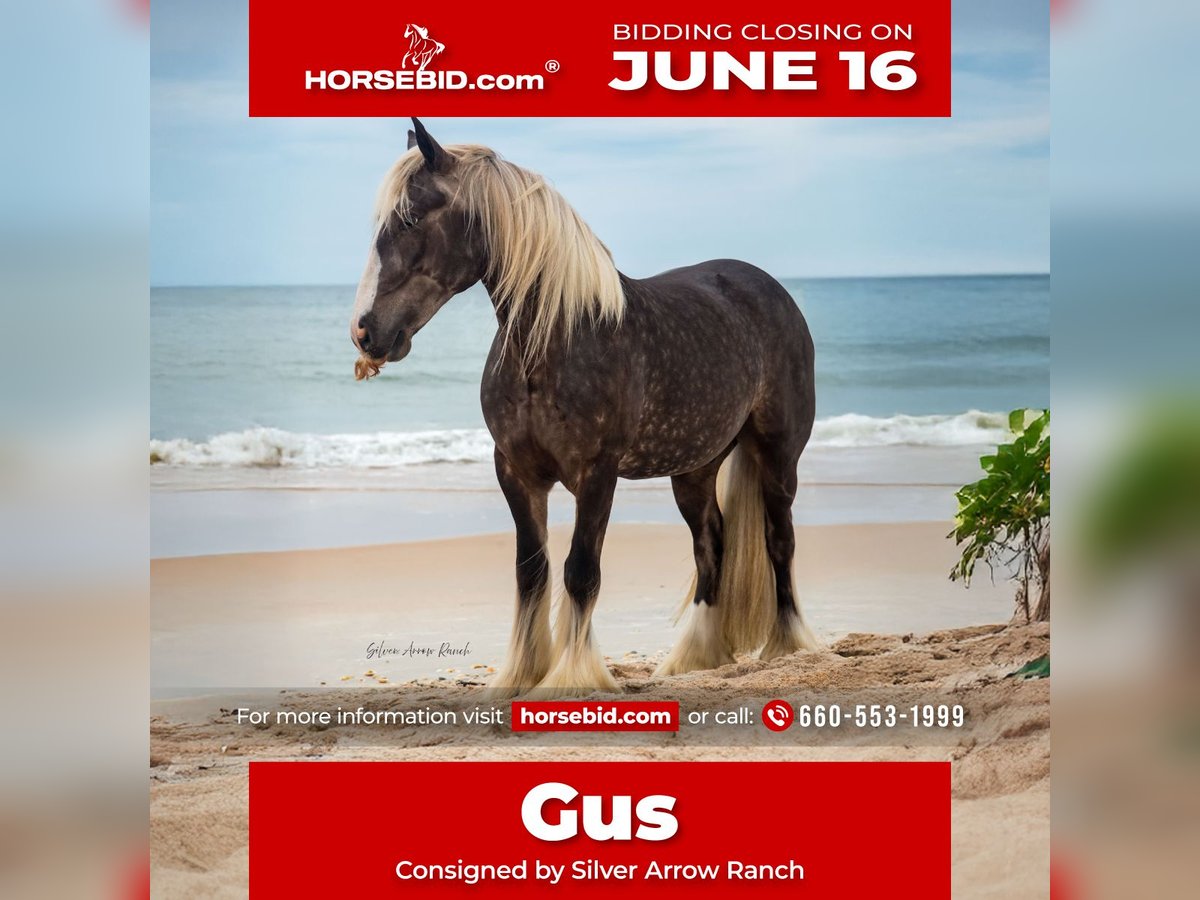 Cob Irlandese / Tinker / Gypsy Vanner Castrone 3 Anni 140 cm in Morriston, FL