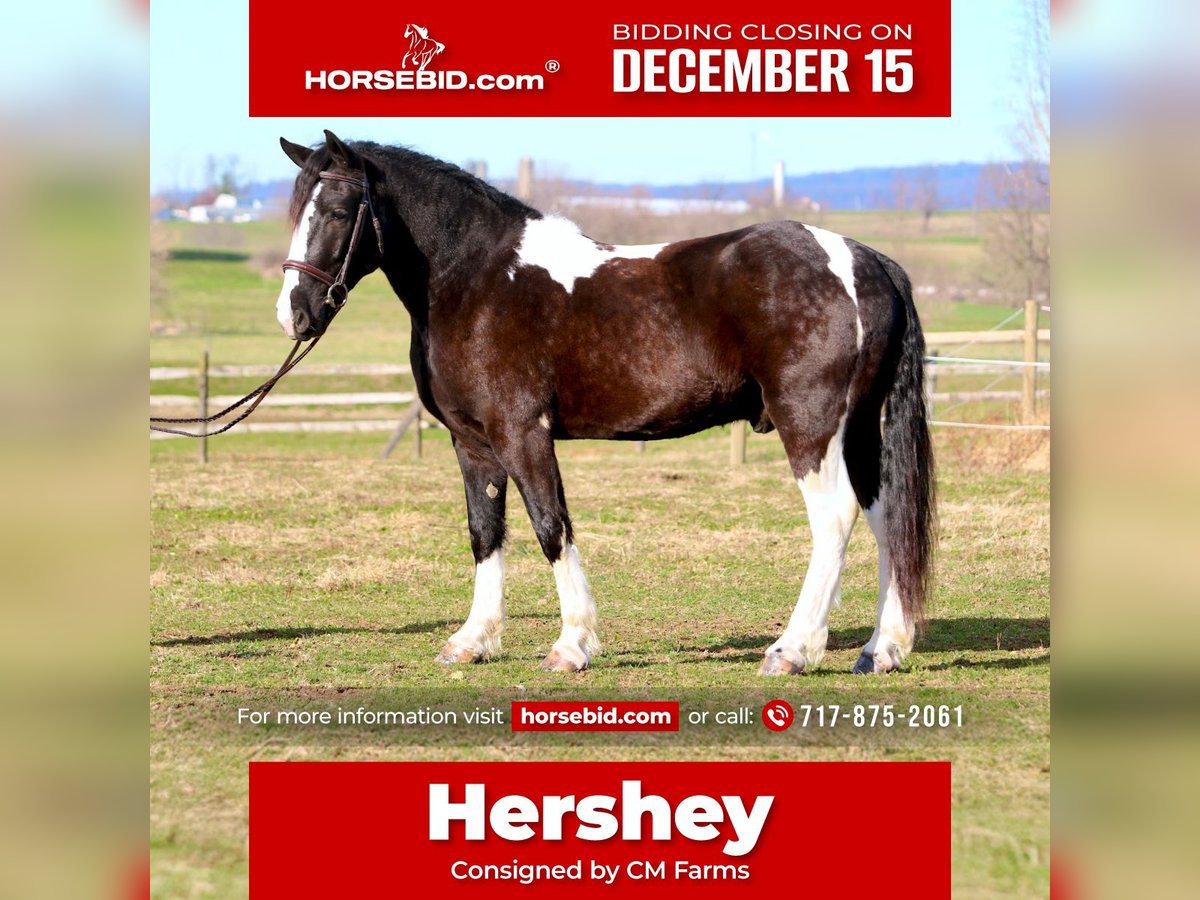 Cob Irlandese / Tinker / Gypsy Vanner Mix Castrone 3 Anni 152 cm Pezzato in Gap