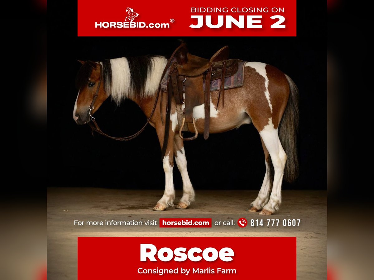 Cob Irlandese / Tinker / Gypsy Vanner Castrone 4 Anni 122 cm in Rebersburg, PA