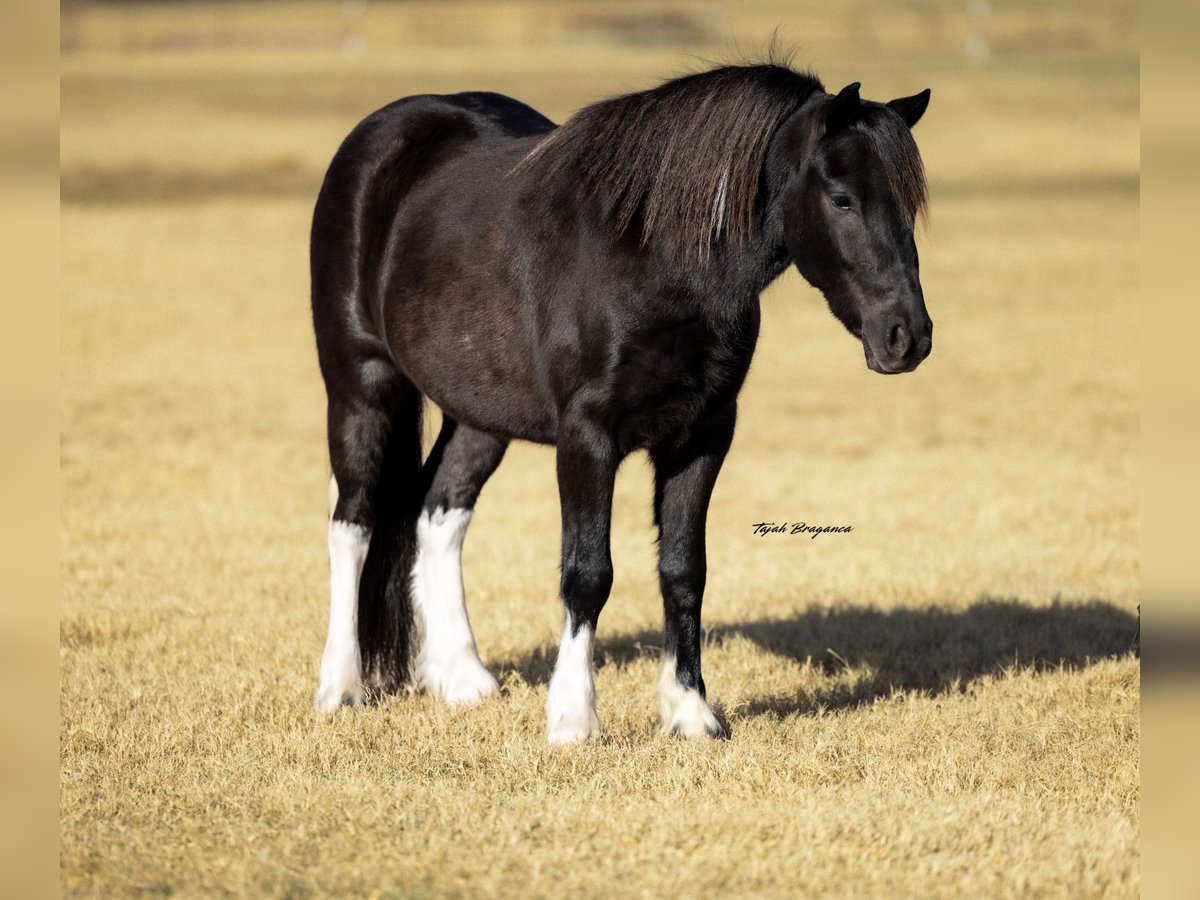 Cob Irlandese / Tinker / Gypsy Vanner Mix Castrone 4 Anni 122 cm Pezzato in Weatherford