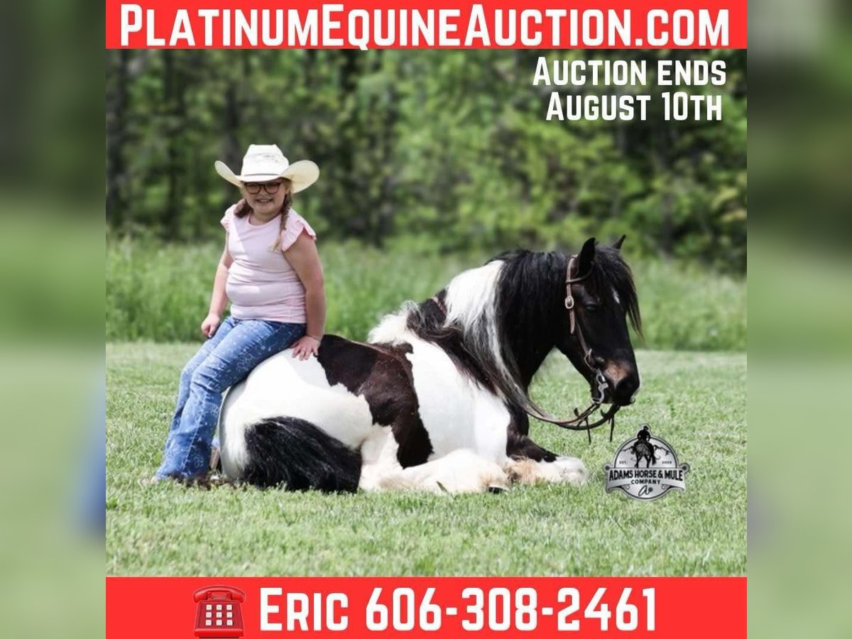 Cob Irlandese / Tinker / Gypsy Vanner Castrone 4 Anni 142 cm Morello in Mount Vernon, Ky