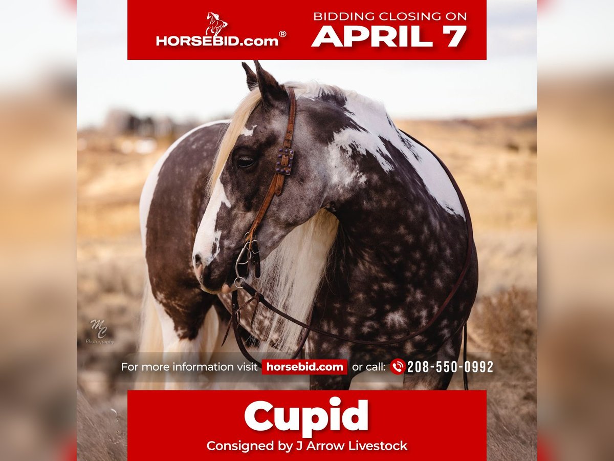 Cob Irlandese / Tinker / Gypsy Vanner Castrone 5 Anni 150 cm Tobiano-tutti i colori in Caldwell, ID