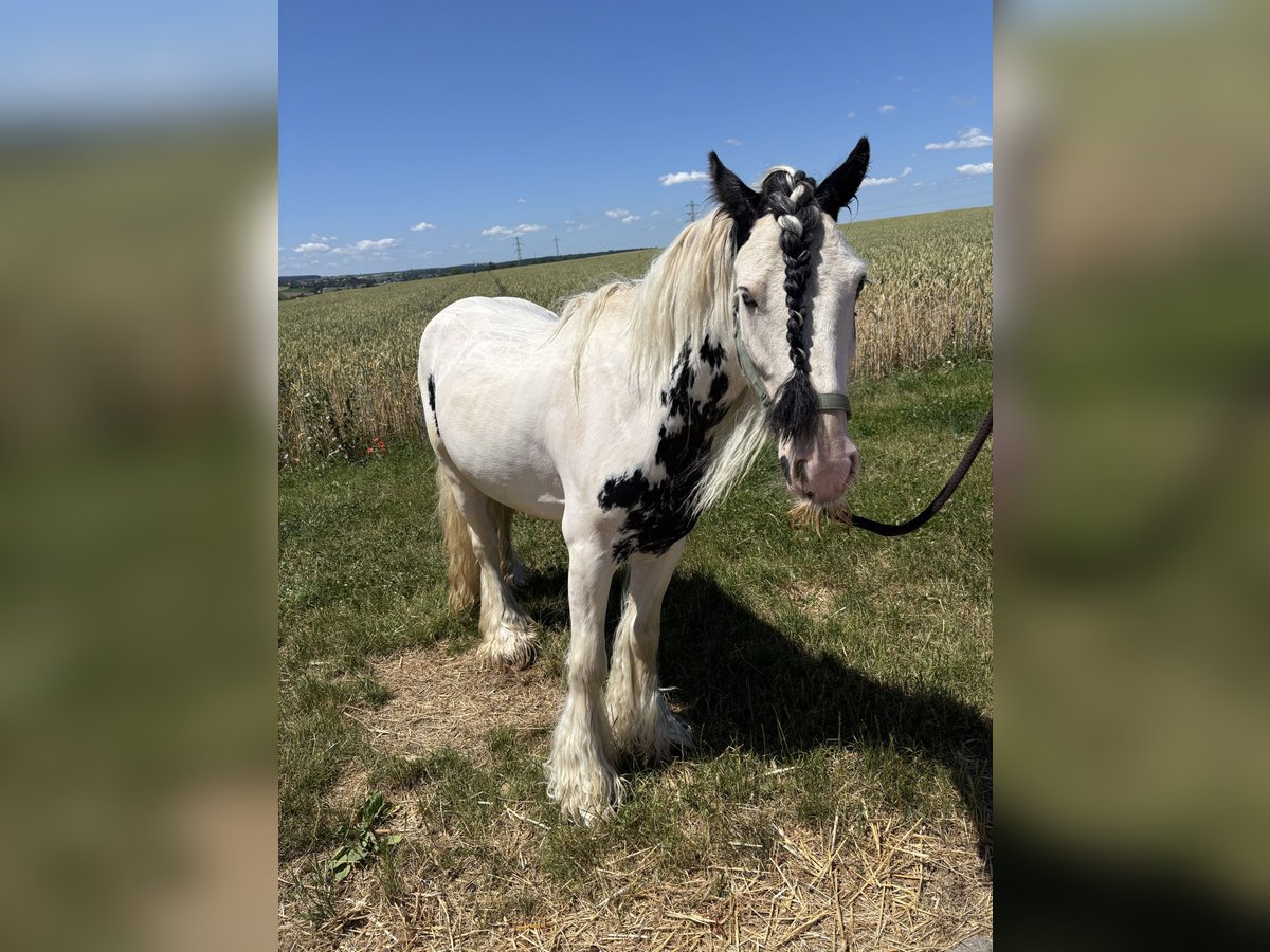Cob Irlandese / Tinker / Gypsy Vanner Castrone 6 Anni 130 cm Leopard in Kornwestheim