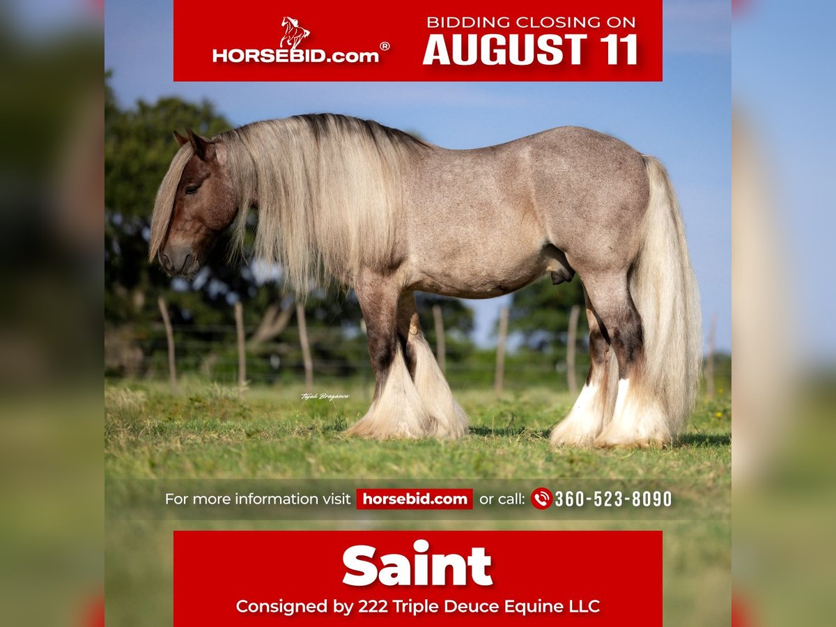 Cob Irlandese / Tinker / Gypsy Vanner Castrone 6 Anni 137 cm in Cisco, TX