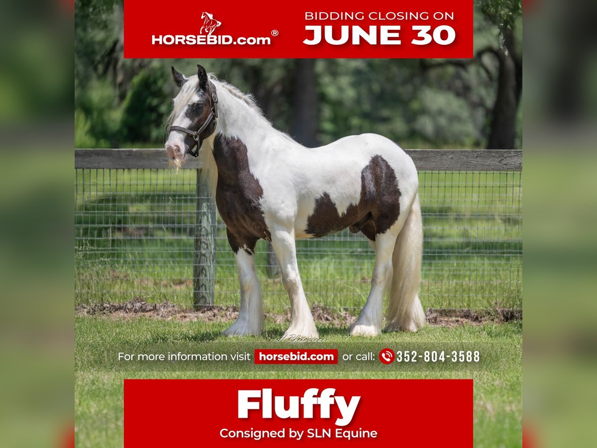 Cob Irlandese / Tinker / Gypsy Vanner Castrone 6 Anni 140 cm in Ocala, FL