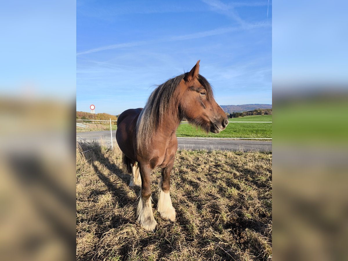 Cob Irlandese / Tinker / Gypsy Vanner Castrone 6 Anni 155 cm Baio in Großalmerode