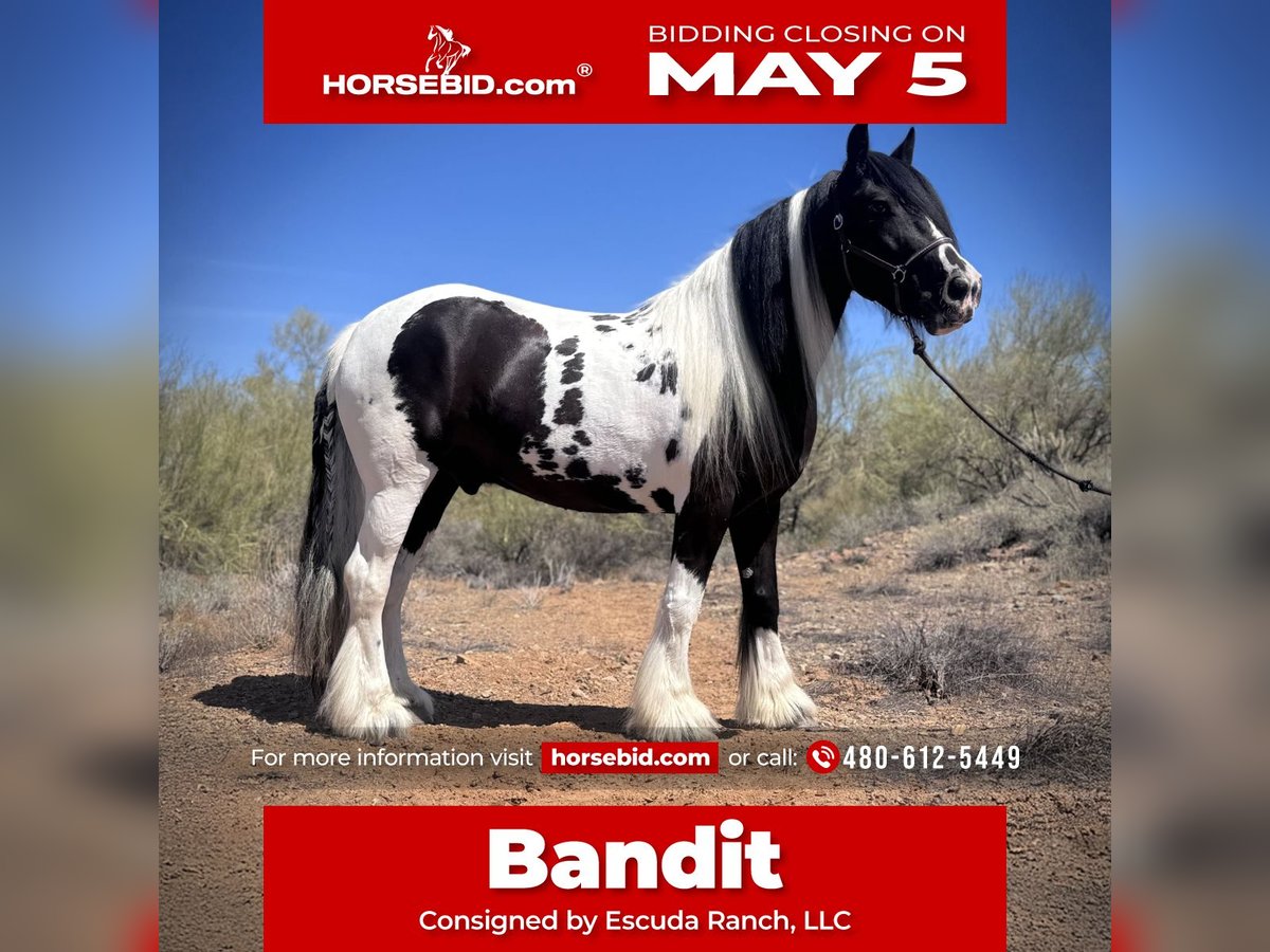 Cob Irlandese / Tinker / Gypsy Vanner Castrone 7 Anni 157 cm in New River, AZ