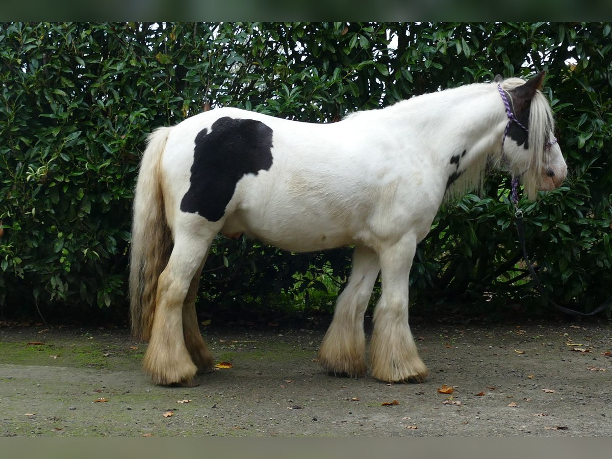 Cob Irlandese / Tinker / Gypsy Vanner Castrone 8 Anni 129 cm Pezzato in Lathen