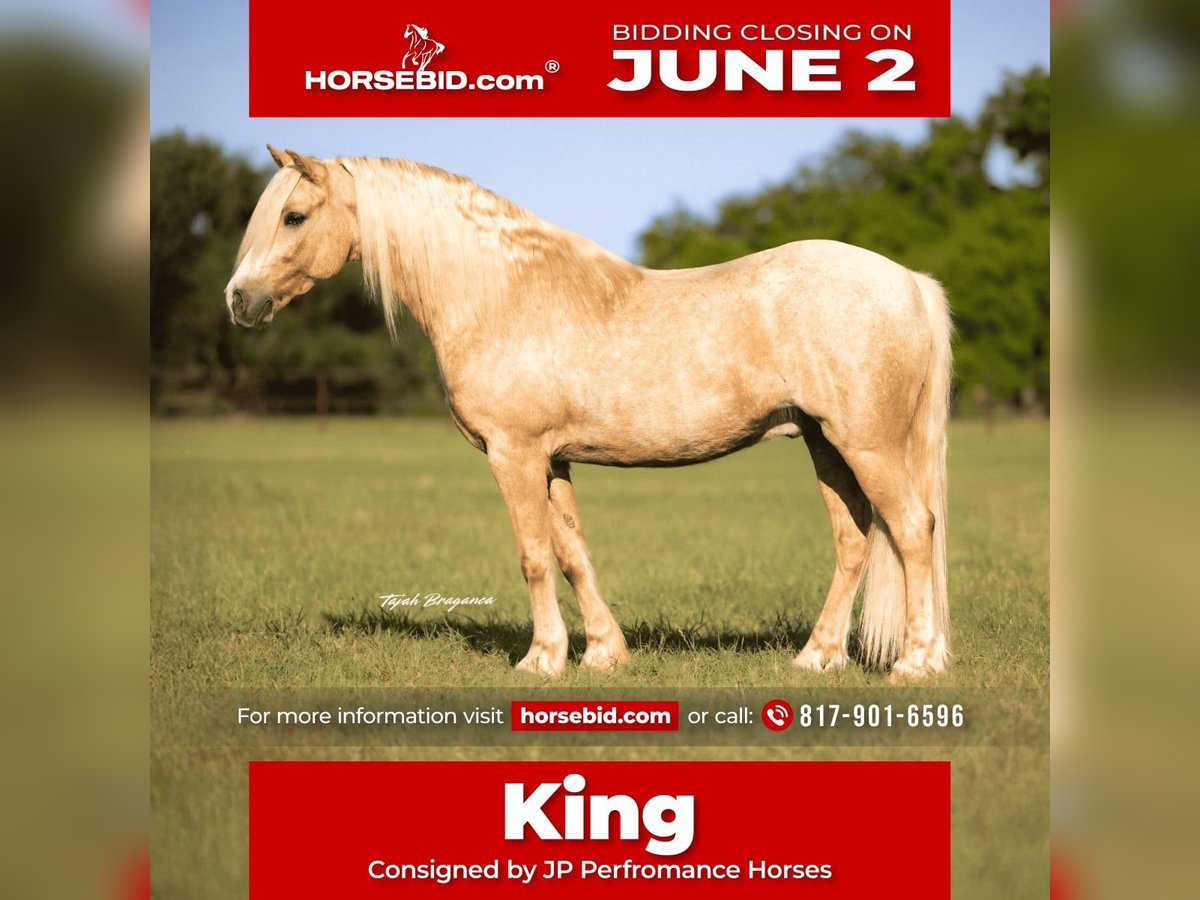 Cob Irlandese / Tinker / Gypsy Vanner Mix Castrone 8 Anni 132 cm Palomino in Weatherford, TX