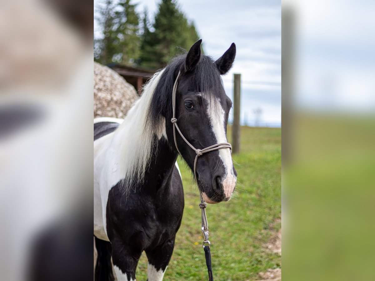 Cob Irlandese / Tinker / Gypsy Vanner Mix Castrone 9 Anni 155 cm Pezzato in K&#xF6;nigswiesen
