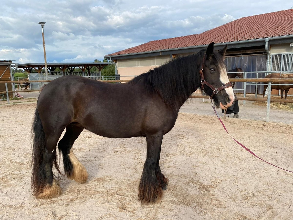 Cob Irlandese / Tinker / Gypsy Vanner Giumenta 12 Anni 145 cm Morello in OberweserWesertal