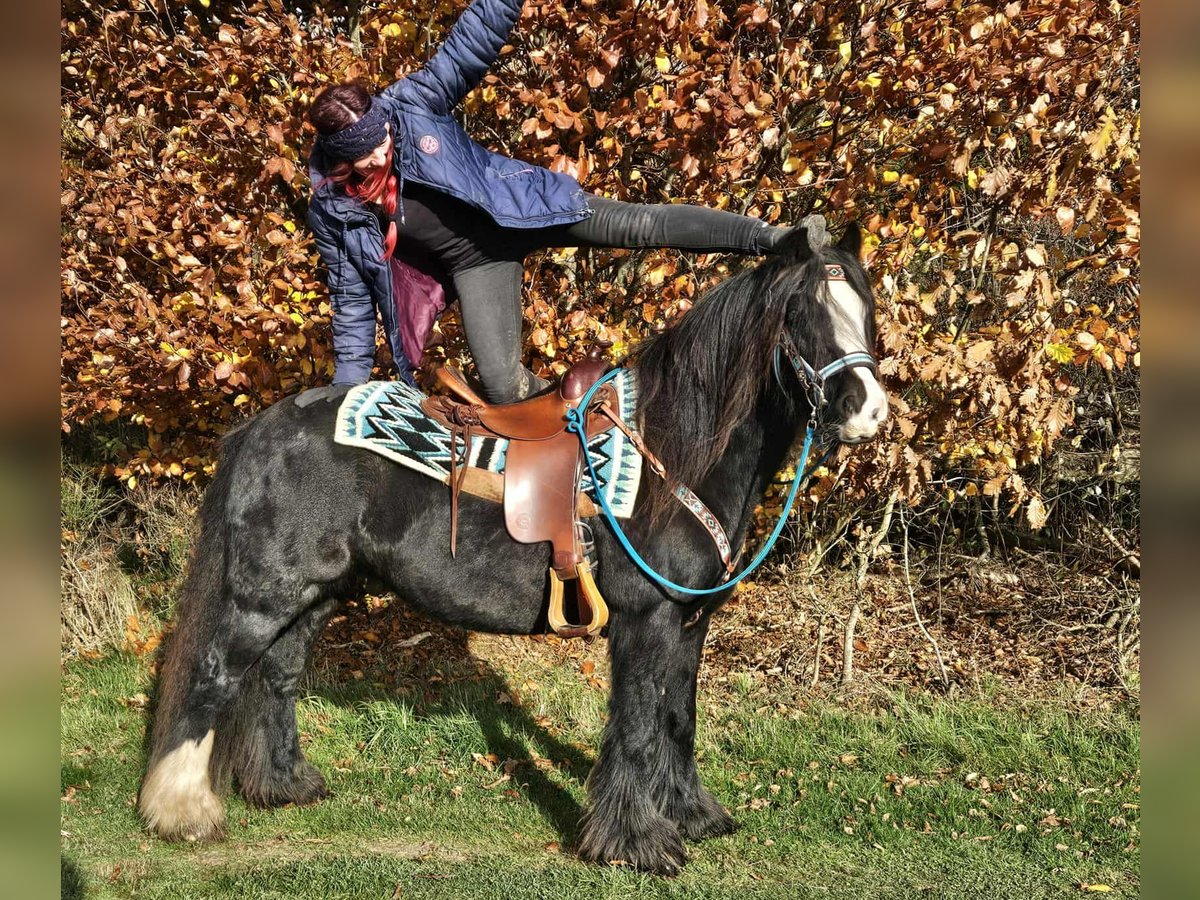 Cob Irlandese / Tinker / Gypsy Vanner Giumenta 12 Anni 145 cm Morello in Linkenbach