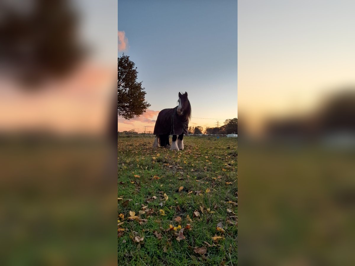 Cob Irlandese / Tinker / Gypsy Vanner Mix Giumenta 13 Anni 135 cm in Ganderkesee