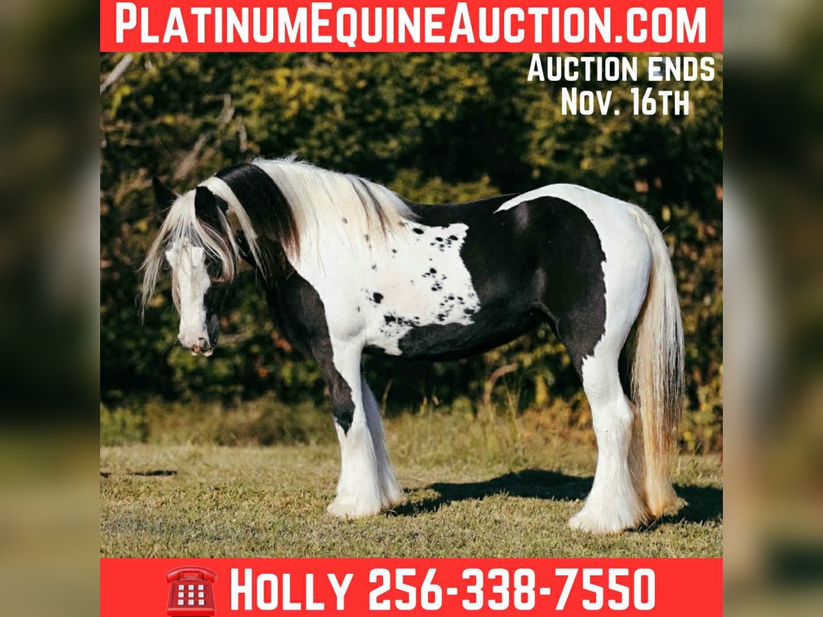Cob Irlandese / Tinker / Gypsy Vanner Giumenta 13 Anni 147 cm Tobiano-tutti i colori in Petersburg TN