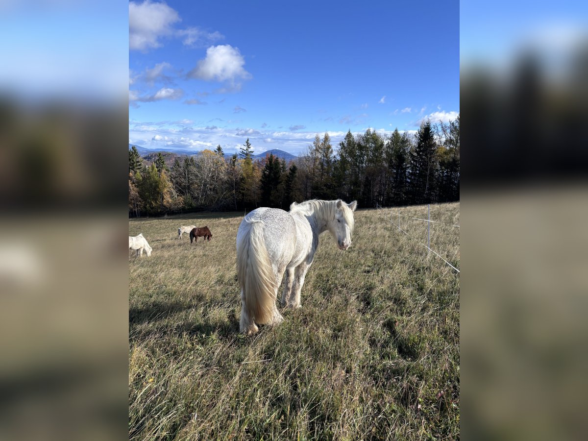 Cob Irlandese / Tinker / Gypsy Vanner Giumenta 14 Anni 150 cm Bianco in Gratwein-Stra&#xDF;engel
