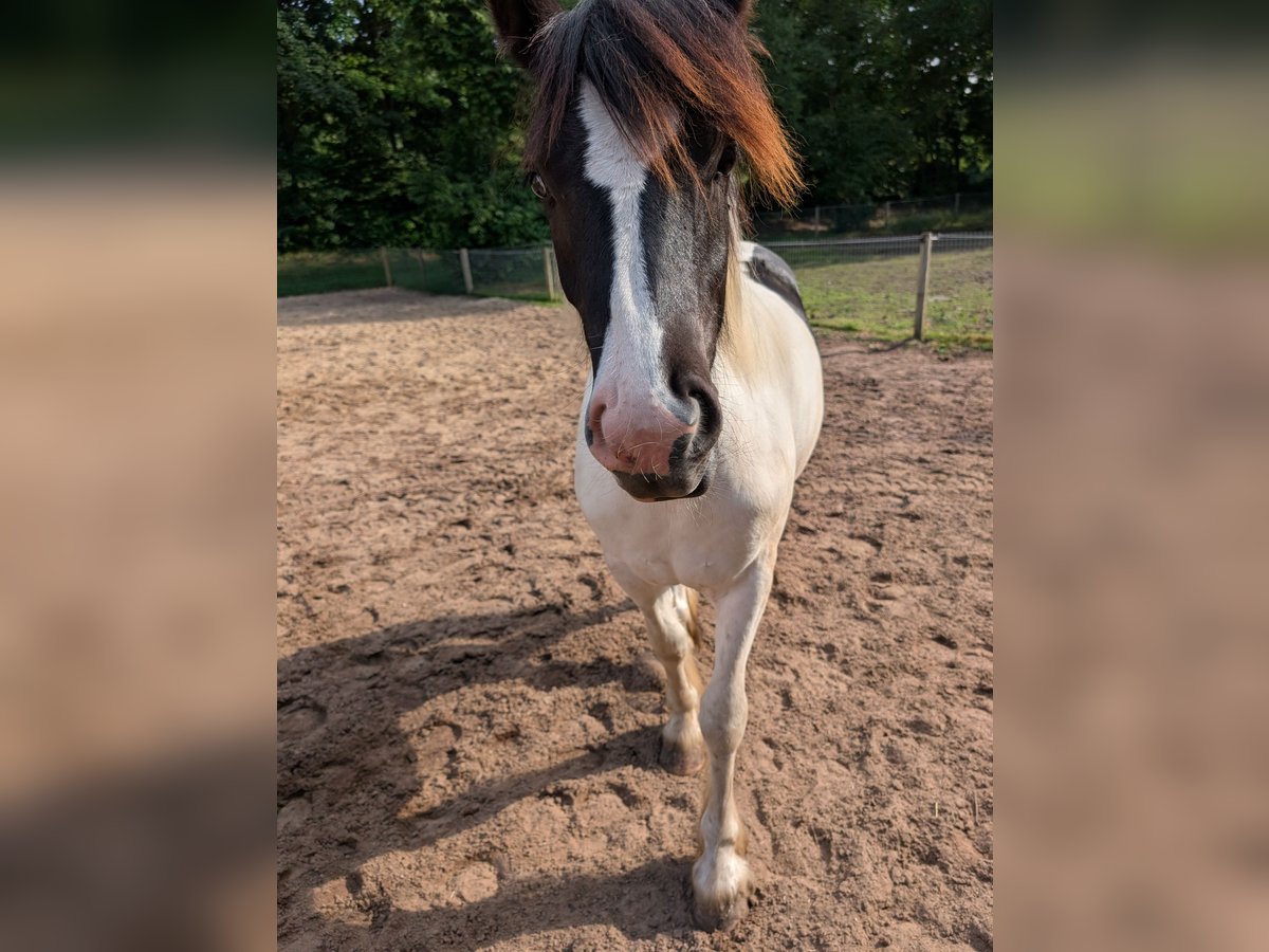 Cob Irlandese / Tinker / Gypsy Vanner Mix Giumenta 1 Anno 155 cm Pezzato in Recke