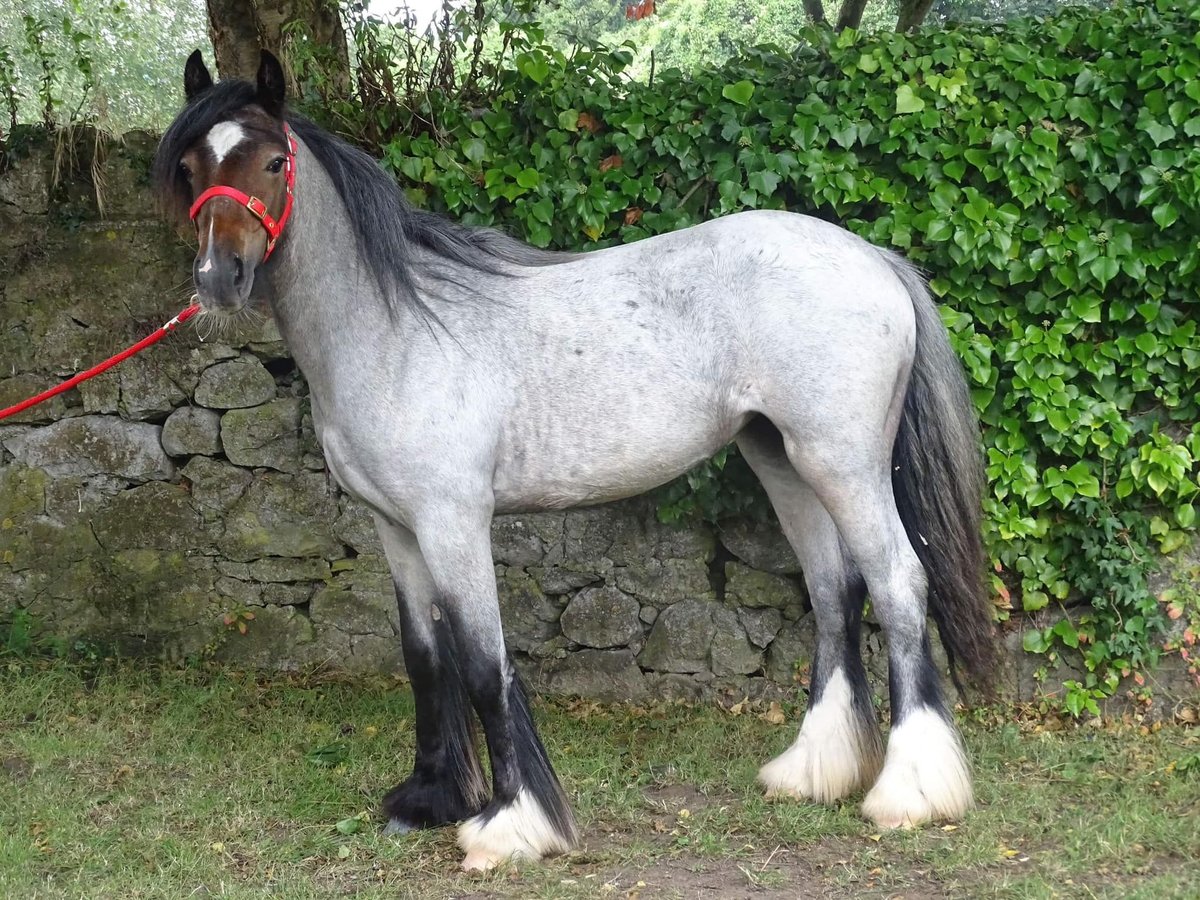 Cob Irlandese / Tinker / Gypsy Vanner Giumenta 2 Anni Baio roano in Stryków