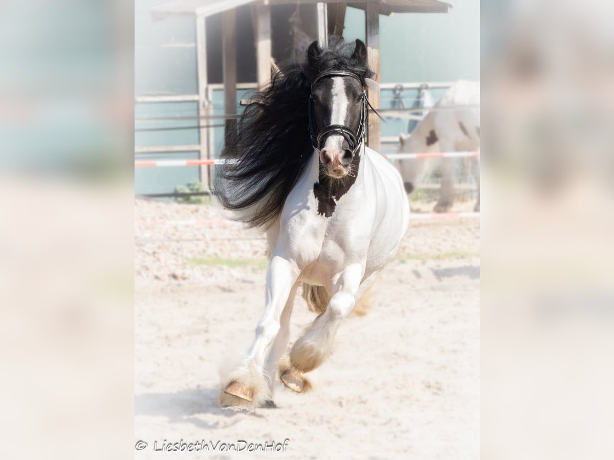 Cob Irlandese / Tinker / Gypsy Vanner Giumenta 4 Anni 138 cm Pezzato in Ostrhauderfehn