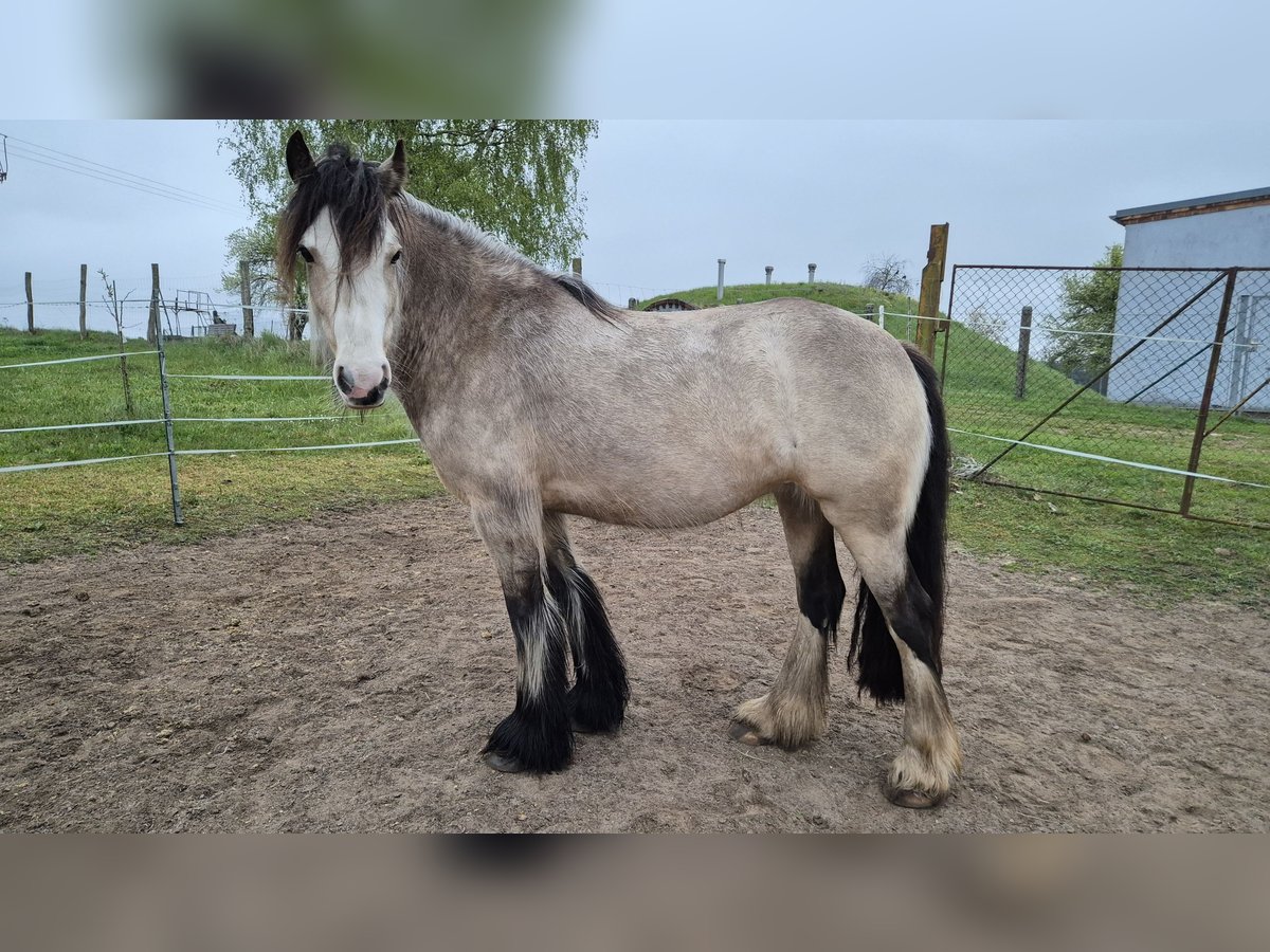 Cob Irlandese / Tinker / Gypsy Vanner Giumenta 4 Anni 150 cm Pelle di daino in Wiesenburg