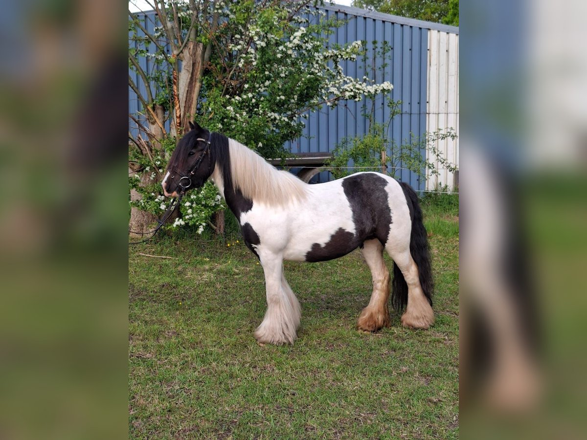 Cob Irlandese / Tinker / Gypsy Vanner Giumenta 5 Anni 126 cm Pezzato in L&#xF6;ptin