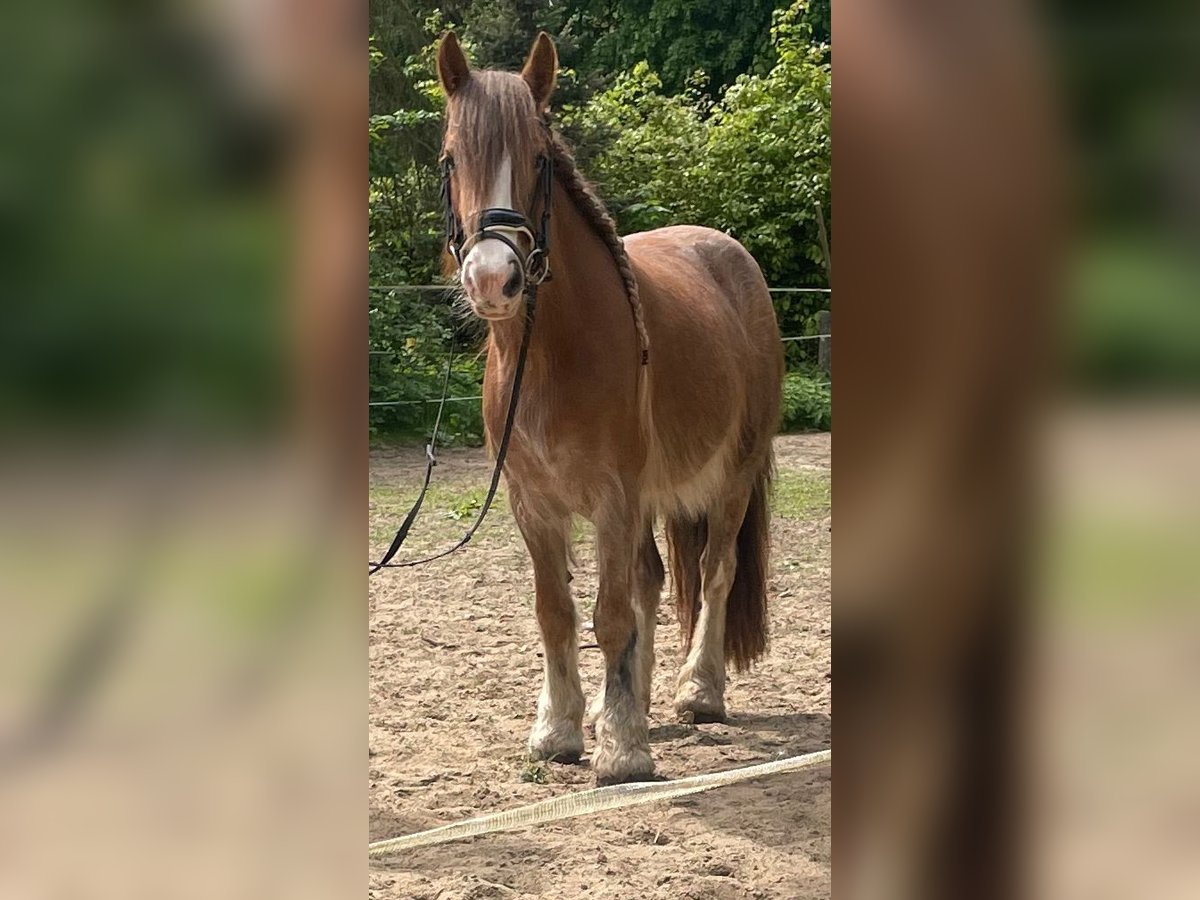 Cob Irlandese / Tinker / Gypsy Vanner Giumenta 5 Anni 132 cm in Norderstedt