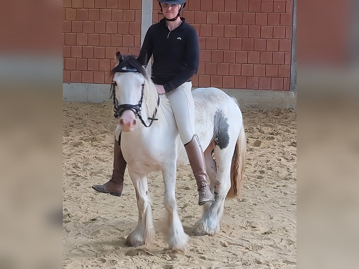 Cob Irlandese / Tinker / Gypsy Vanner Giumenta 5 Anni 135 cm Pezzato in Lage Cob Irlandese / Tinker / Gypsy Vanner Giumenta 5 Anni 135 cm Pezzato in Lage
